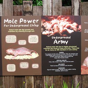 Naked Mole-rat exhibit