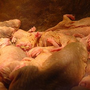 Naked Mole-rat exhibit