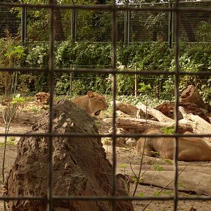 asiatic lions Bp.zoo(2011 oct.)