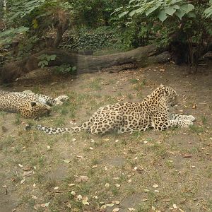 persian leopards