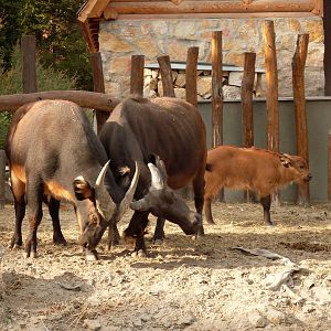 african forest buffalos (Syncerus caffer nanus)
