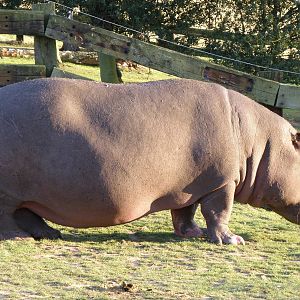 Hippopotamus 22 Oct 11