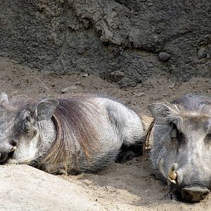 Warthogs