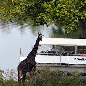 Giraffe and Boat