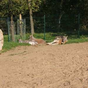 View of Red Kangaroo in the wallaby Walk through