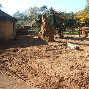 View of Aardvark enclosure