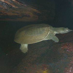 Chinese Soft-shelled Turtle