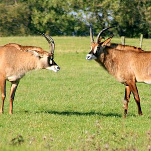 Roan antelope; Whipsnade; 22nd October 2011