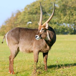 Waterbuck; Whipsnade; 22nd October 2011