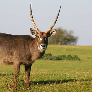 Waterbuck; Whipsnade; 22nd October 2011