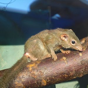 Northern Tree Shrew - Blackpool Zoo 22/10/11