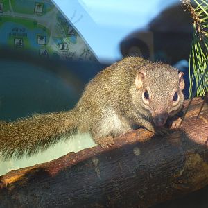 Northern Tree Shrew - Blackpool Zoo 22/10/11