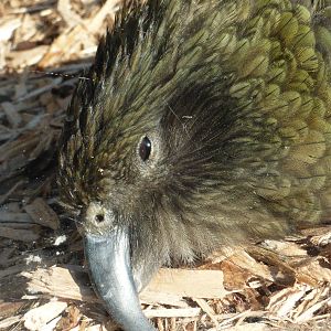 Kea - Blackpool Zoo 22/10/11