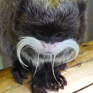 Emperor Tamarin - Blackpool Zoo 22/10/11