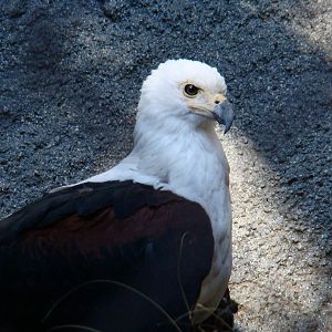 African Fish Eagle