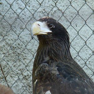Steller's Sea Eagle
