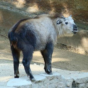 Sichuan Takin