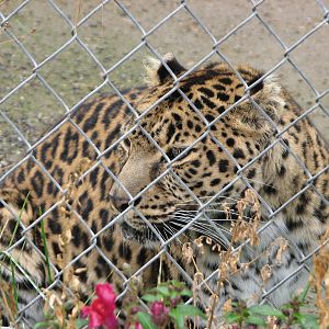 "North Chinese" Leopard