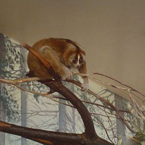 Slow Loris