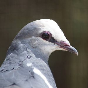 Wonga Pigeon