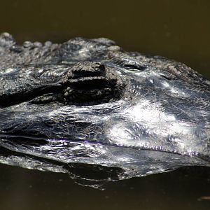 American Alligator