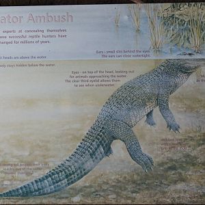 American Alligator Sign