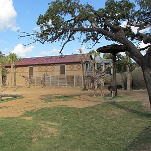Giraffe and Ostrich Exhibit