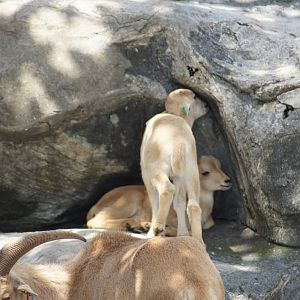 Barbary Sheep Lambs