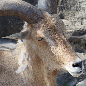 Barbary Sheep