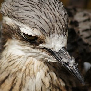 Bush Stone Curlew
