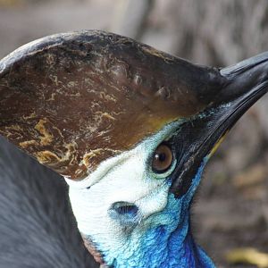 Southern Cassowary