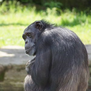 Chimpanzee