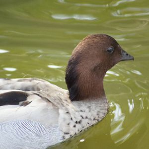 Wild Australian Wood Duck