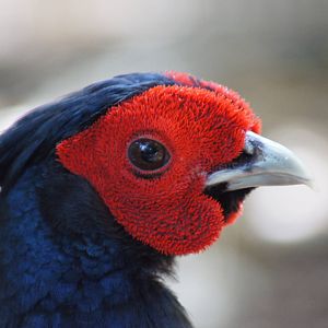 Kalij Pheasant