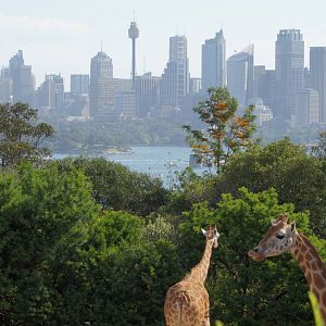 The best view in Sydney?