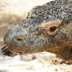 Komodo Dragon 'Tuka'