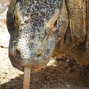 Komodo Dragon 'Tuka'
