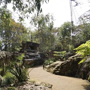 Part of the Wollemi Aviary