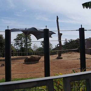 Bull Asian Elephant Exhibit
