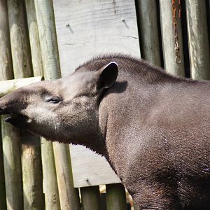 Brazilian Tapir 'Tiquie'