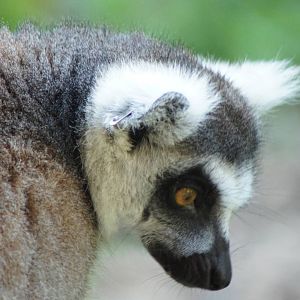 Ringtail Lemur