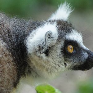 Ringtail Lemur