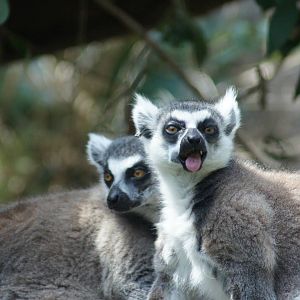 Ringtail Lemur