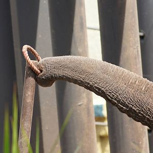 Male Elephant 'Gung' doing Keeper Training