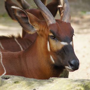 Eastern Bongo