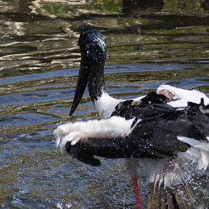 Black Necked Stork Cleaning