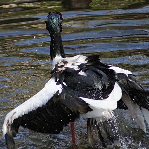 Black Necked Stork Cleaning