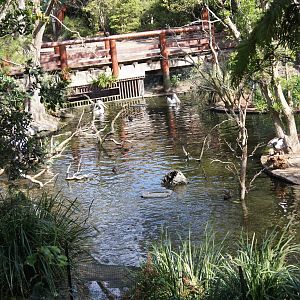 Assortment of native waterfowl