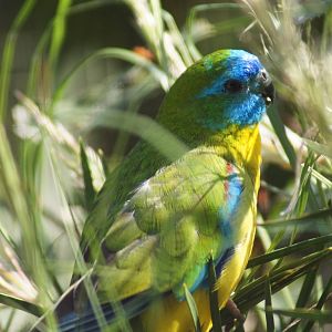 Turquoise Parrot Male