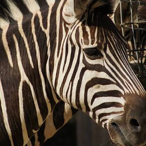 Plains Zebra